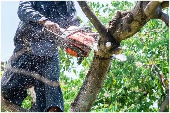 tree services Shinglehouse